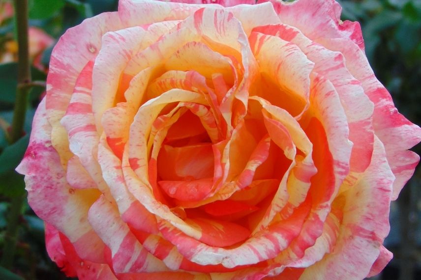 rosier buisson à grandes fleurs multicolores