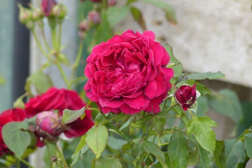 rosier Guillot rose rouge