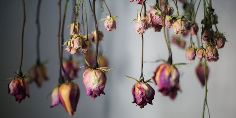 roses séchées, comment faire sécher des roses