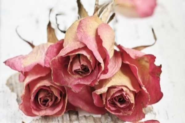 Comment faire sécher des roses ?