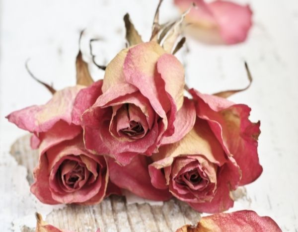 Comment faire sécher des roses ? - Promesse de Fleurs