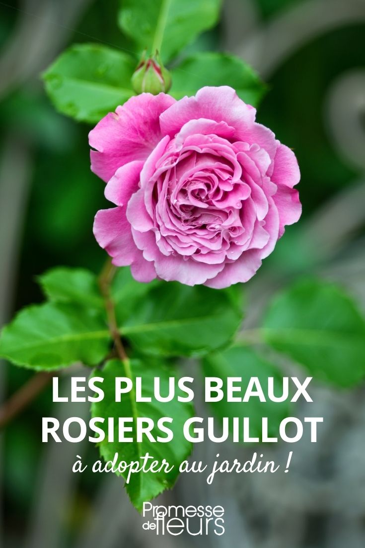 Sélection de rosiers guillot