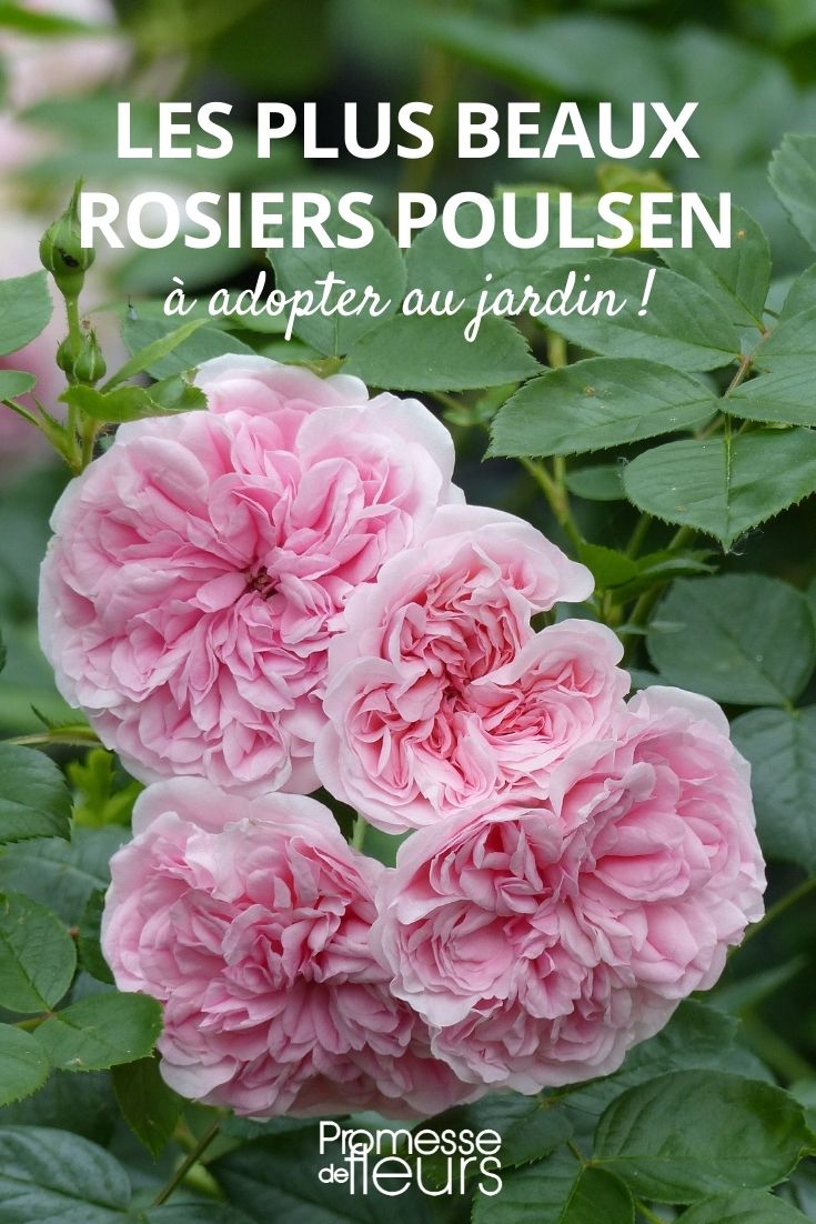 notre sélection de rosiers poulsen