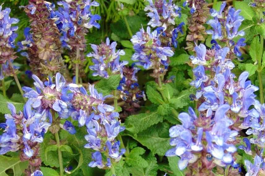 sauge bleue pour pot jardinière, sauge des bois bleue, petite sauge compacte