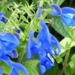 7 sauges bleues à adopter au jardin
