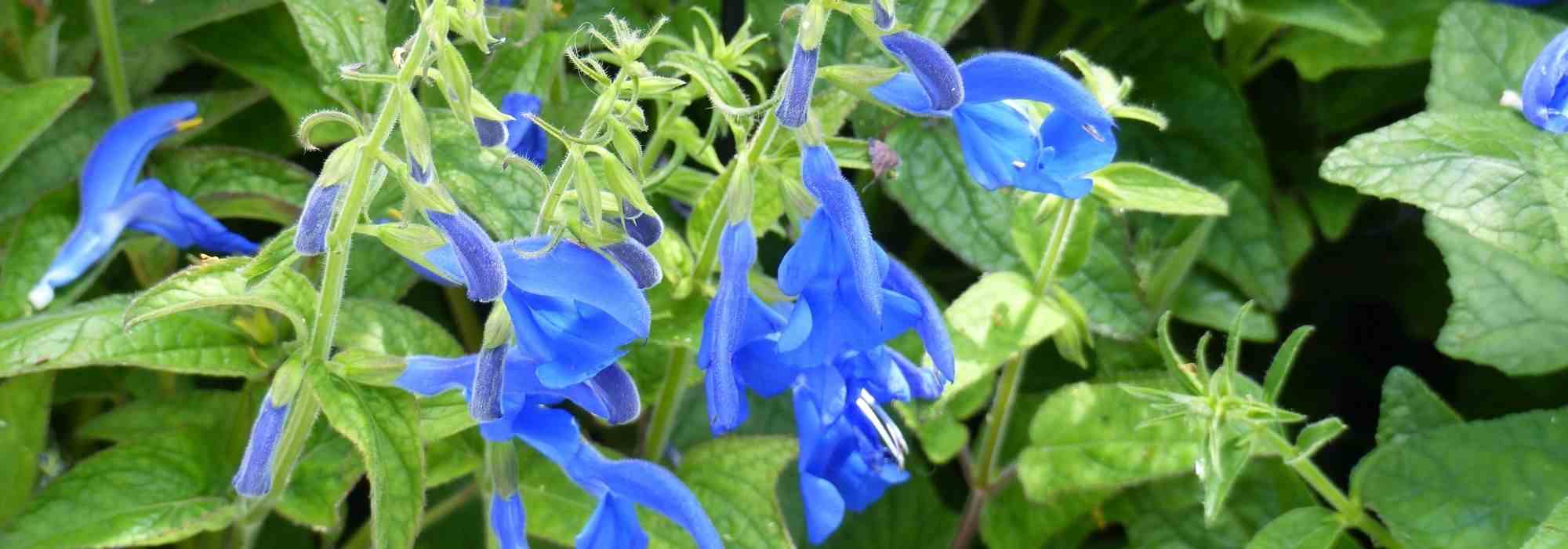 SAUGE BLEUE SALVIA ANNUELLE HORTI SOLOGNE