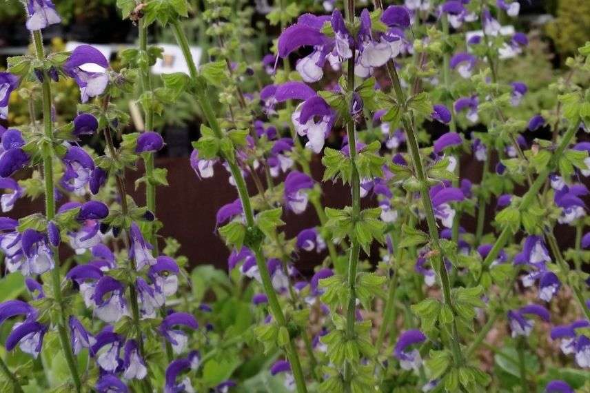 SAUGE BLEUE SALVIA ANNUELLE HORTI SOLOGNE