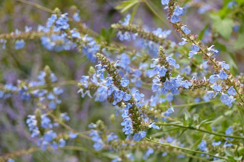 sauge bleu ciel, sauge des marais bleue