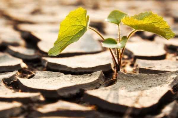 Sécheresse : comment font les plantes pour s'adapter ?