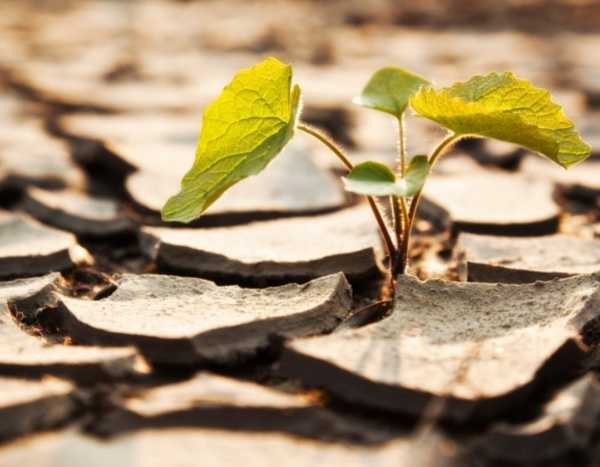 Sécheresse : comment font les plantes pour s'adapter ?