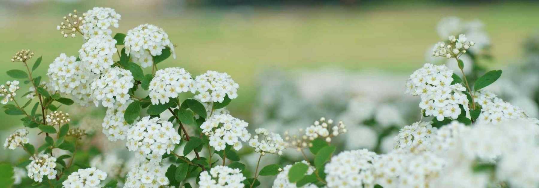 Comment choisir une spirée ?