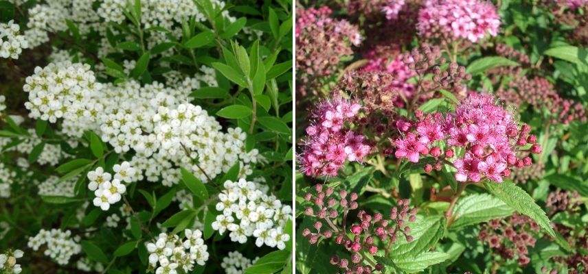 choisir spirée selon couleur des fleurs, spirée rose, spirée blanche