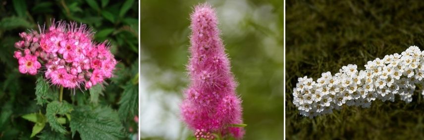 choisir spirée selon forme des fleurs, différences fleur de spirée