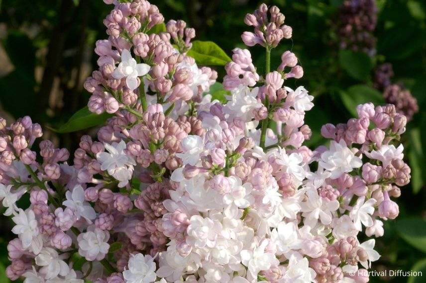 lilas à fleurs rose pâle