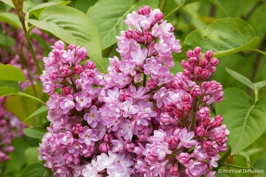 lilas à grosses grappes roses