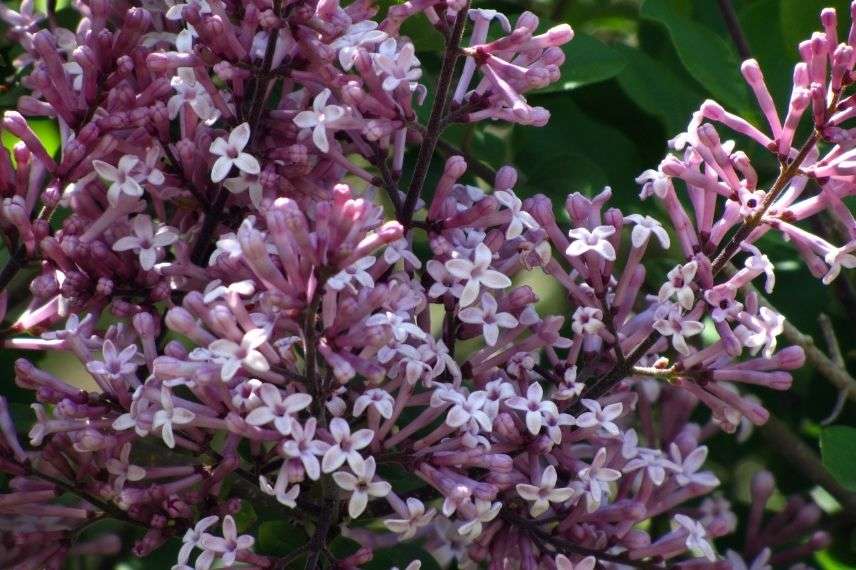 lilas de Chine nain très parfumé, lilas très florifère