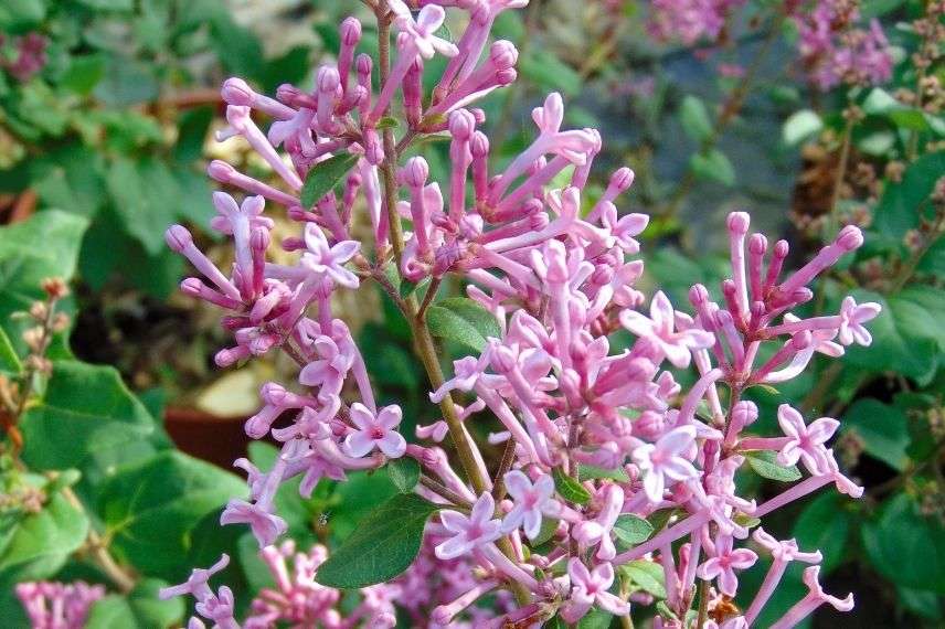 lilas nain à fleurs roses très parfumées, lilas remontant rose