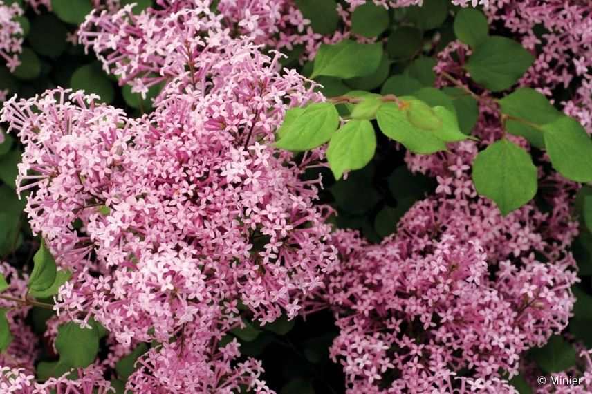 lilas pleureur à fleurs roses