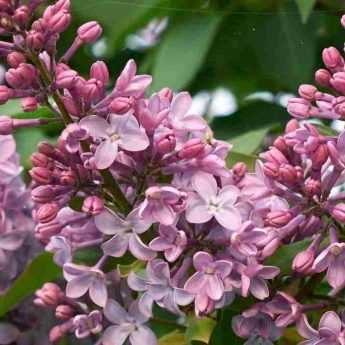 7 lilas à fleurs roses à adopter au jardin !