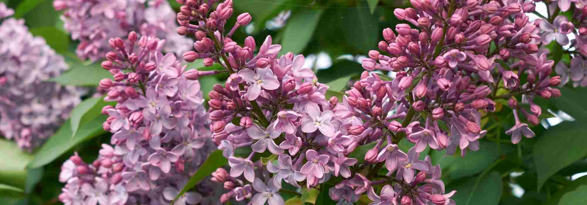 7 lilas à fleurs roses à adopter au jardin !