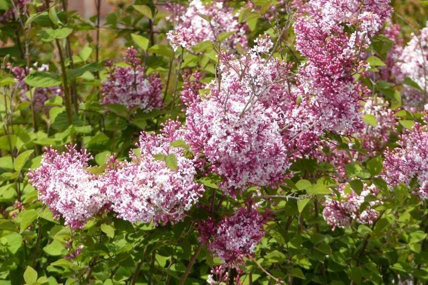 lilas de Chine rose, lilas compact à fleurs roses, lilas pour petit jardin