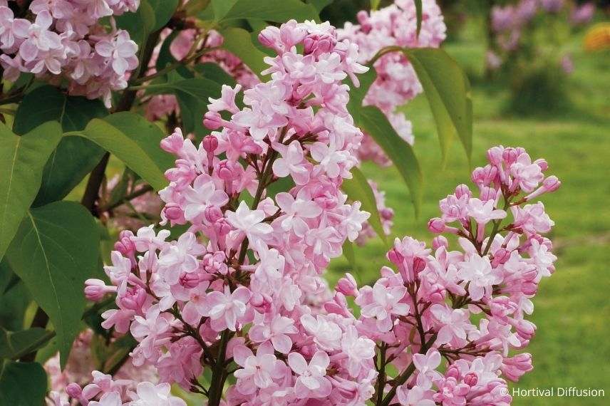 lilas à longues grappes rose tendre