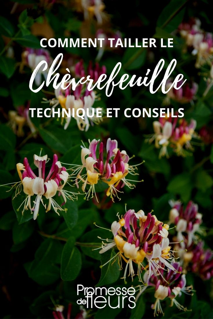 tutoriel : taille du chèvrefeuille