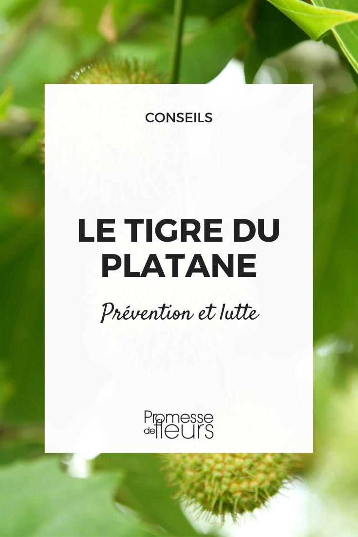 tigre du platane