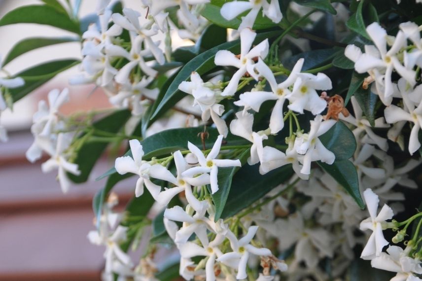 jasmin étoilé pour bord de mer, plante grimpante parfumée