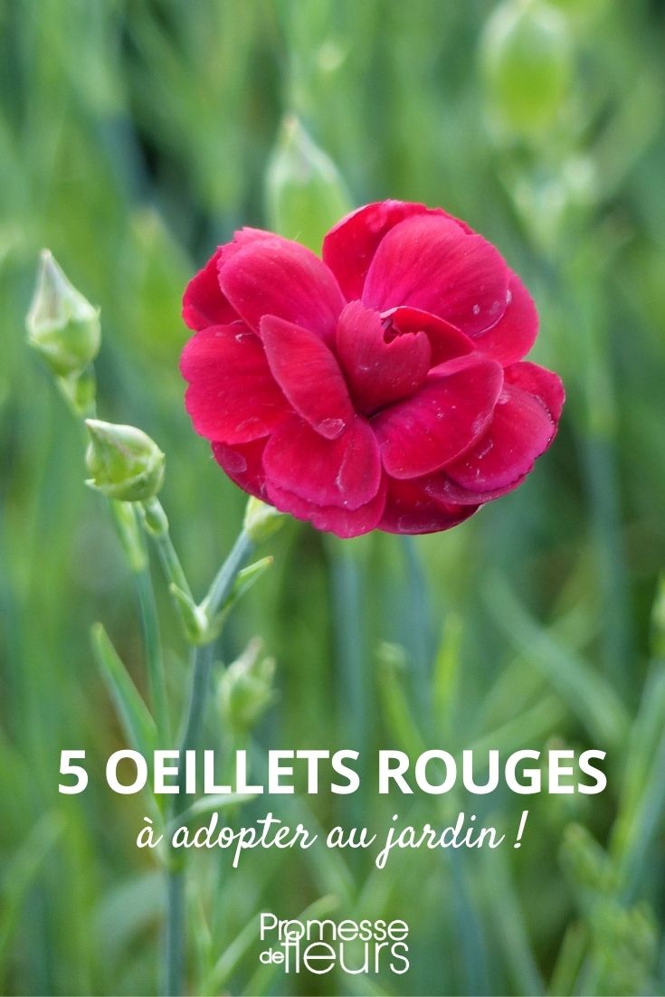 5 oeillets rouges