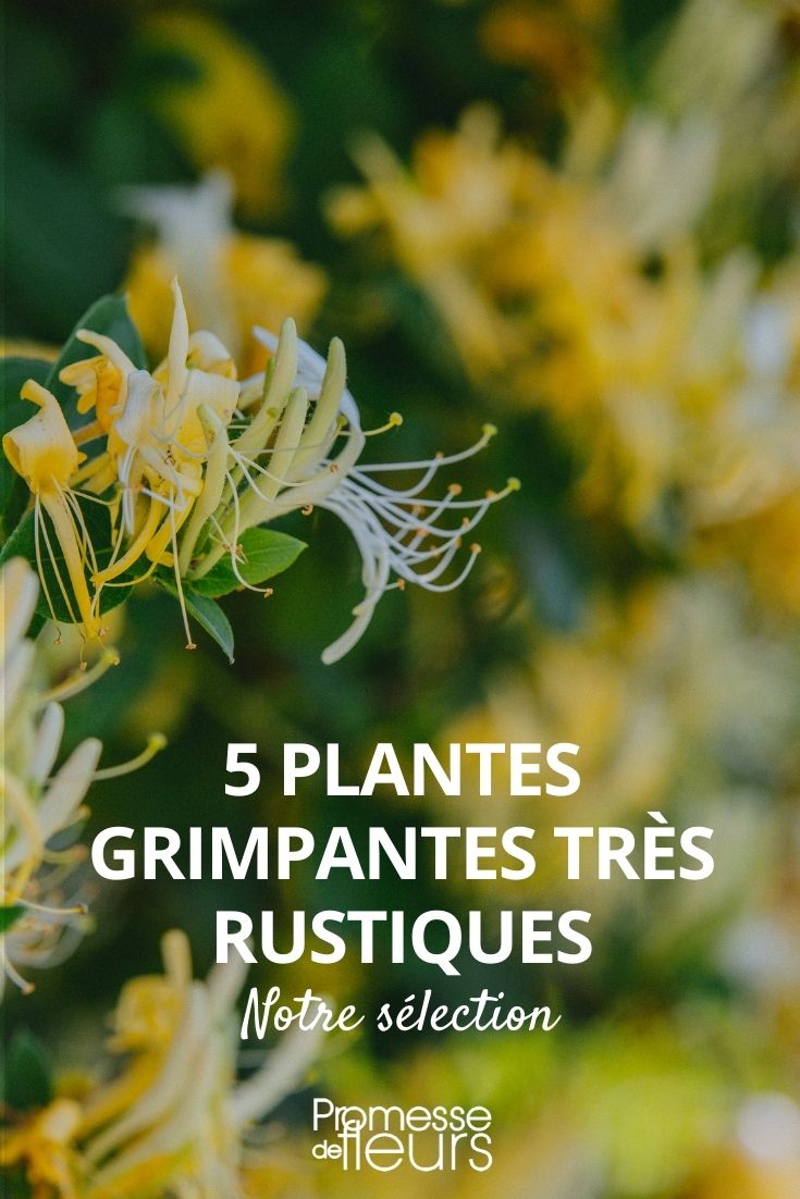 Kit palissage plantes grimpantes 10 mètres - Jardin et Saisons