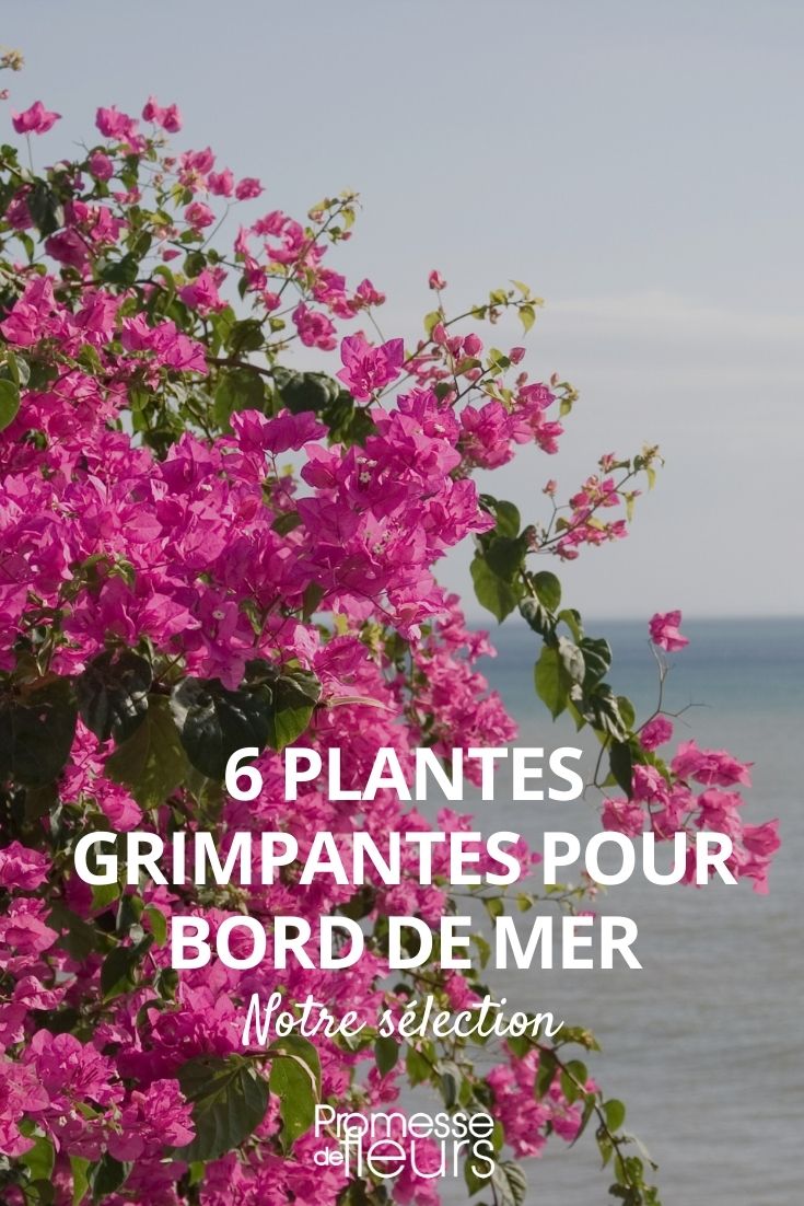 6 grimpantes pour bord de mer - Promesse de Fleurs