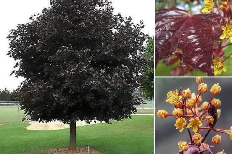 Arbres à Feuilles Pourpres