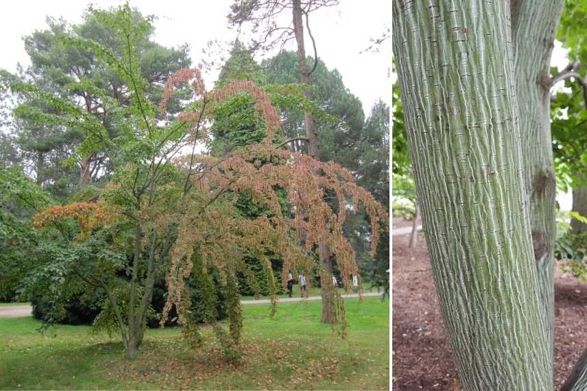 Les plus beaux érables, érables remarquables, Acers remarquables, plus beaux Acers