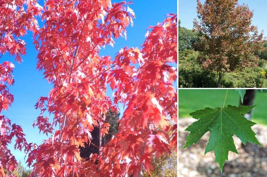 Les plus beaux érables, érables remarquables, Acers remarquables, plus beaux Acers