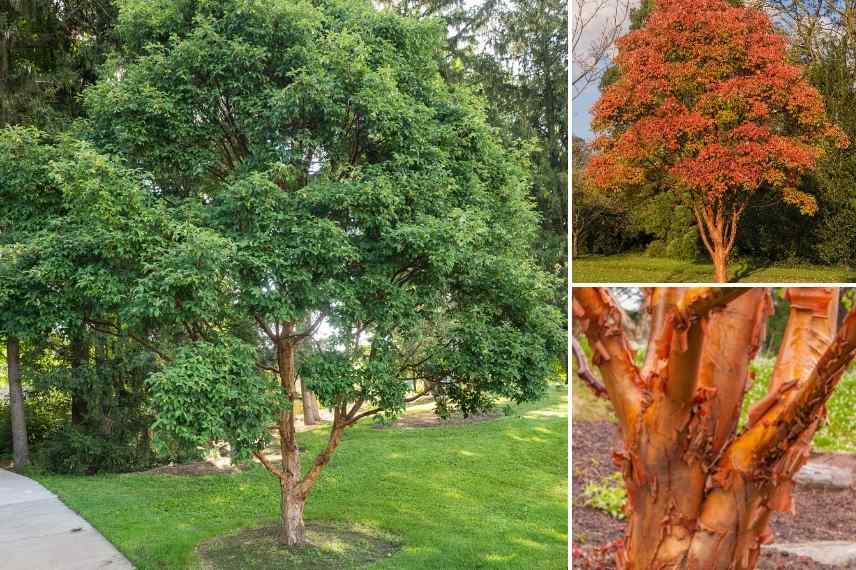 Les plus beaux érables, érables remarquables, Acers remarquables, plus beaux Acers