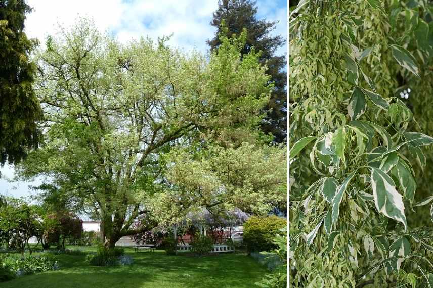 Les plus beaux érables, érables remarquables, Acers remarquables, plus beaux Acers