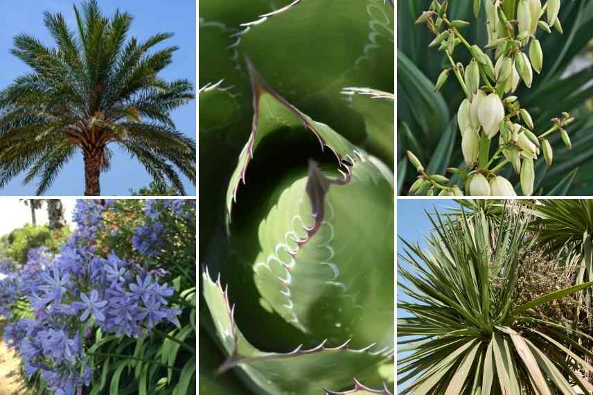 association Agave, Associer Agave, Agave bord de mer