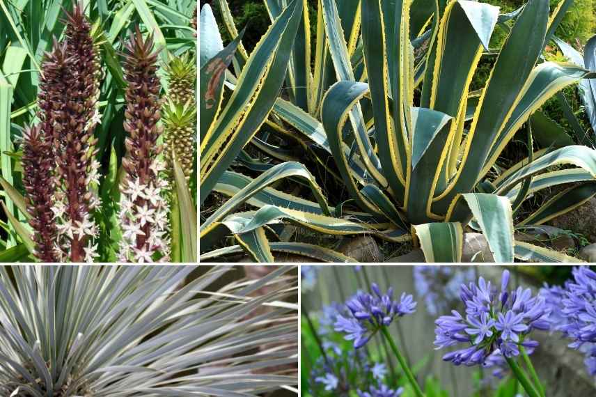 association Agave, Associer Agave, Agave massif exotique