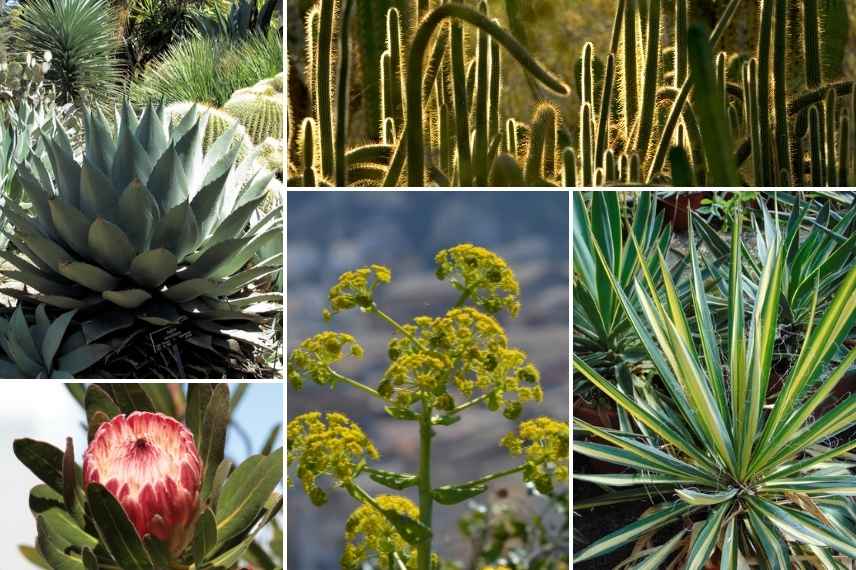 association Agave, Associer Agave, Agave talus