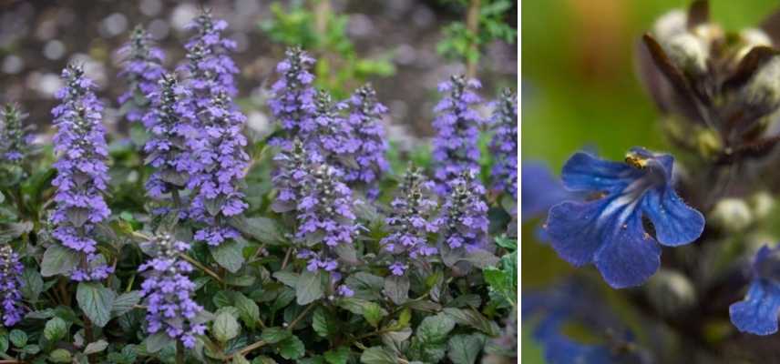 plante vivace mellifere, plante attirer abeille, vivace attirant abeille, vivace attirer abeille