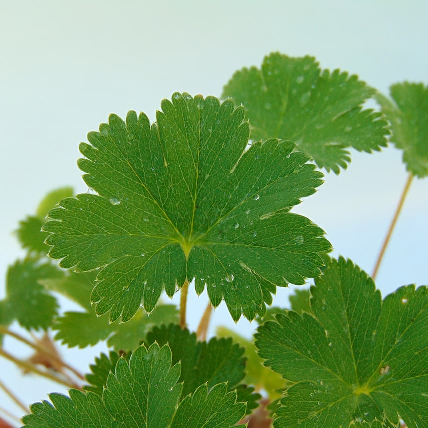 alchemilla erythropoda 