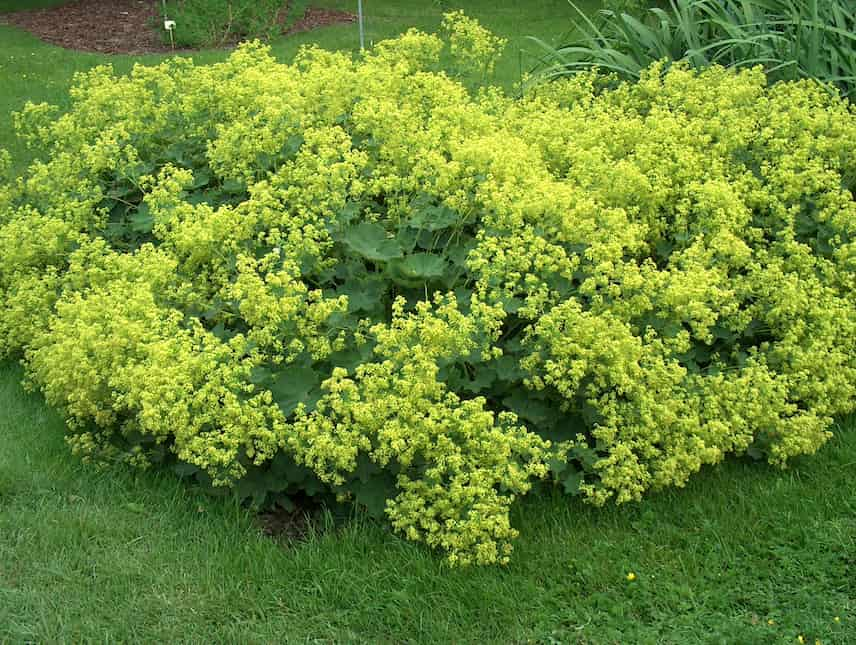 alchemilla mollis