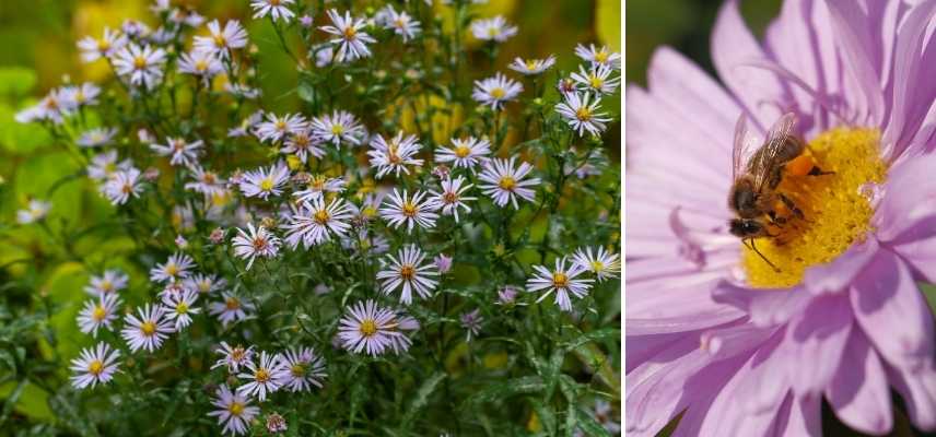 plante vivace mellifere, plante attirer abeille, vivace attirant abeille, vivace attirer abeille