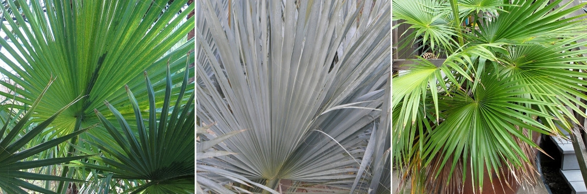 Les feuilles palmées des Brahea