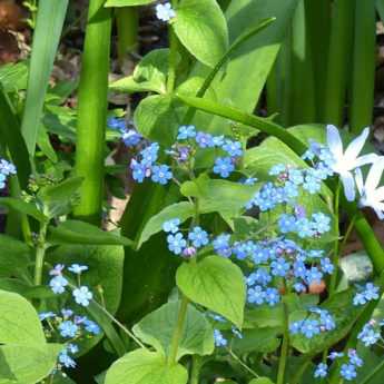 Brunnera : 5 idées d'association réussies