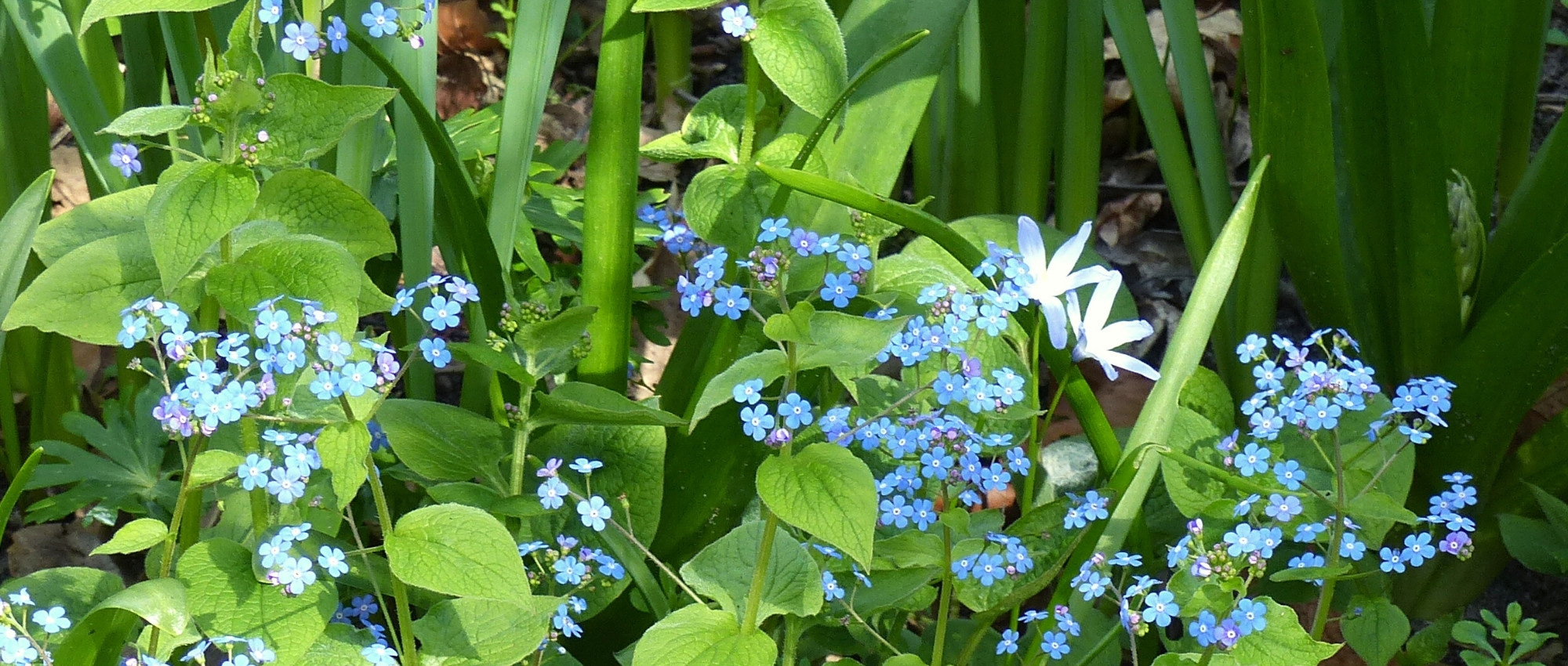 Brunnera : 5 idées d'association réussies