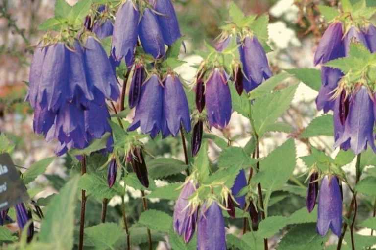 Les 7 plus belles campanules Promesse de Fleurs