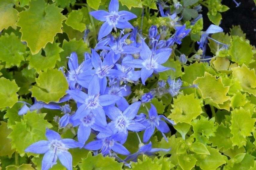 Les fleurs bleues étoilées et le feuillage doré de la Campanula garganica 'Dickson's Gold'