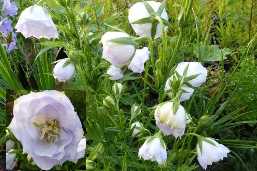 Les fleurs de la campanule à feuilles de pêcher 'La Bello'